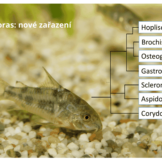 Corydoras, pancéřníček