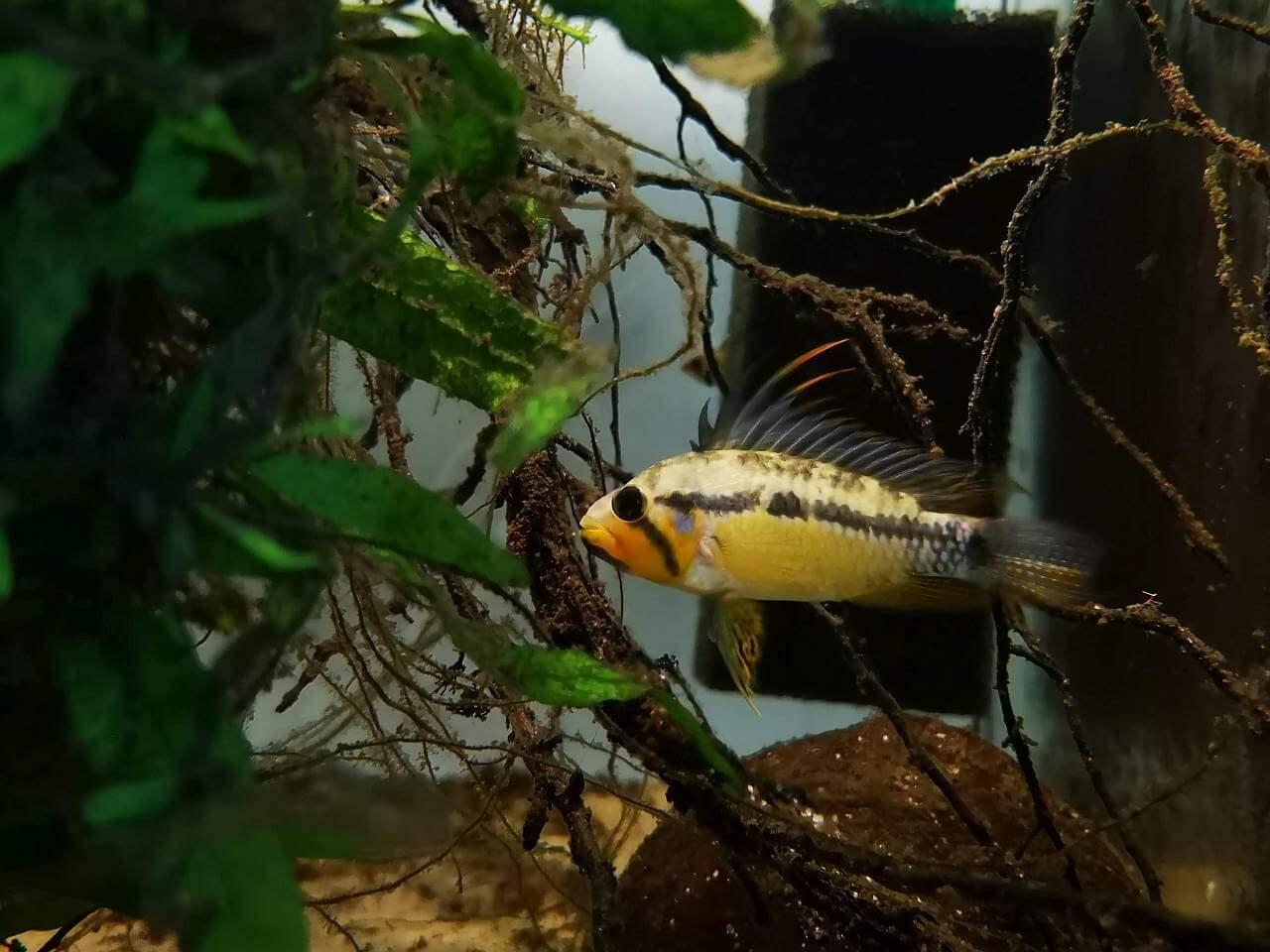 Apistogramma allpahuayo - trpasličí cichlidka