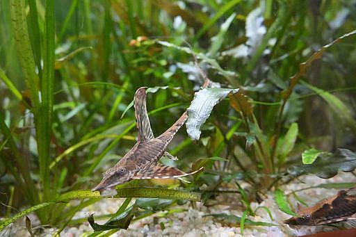 Kráska z rodu Loricariidae