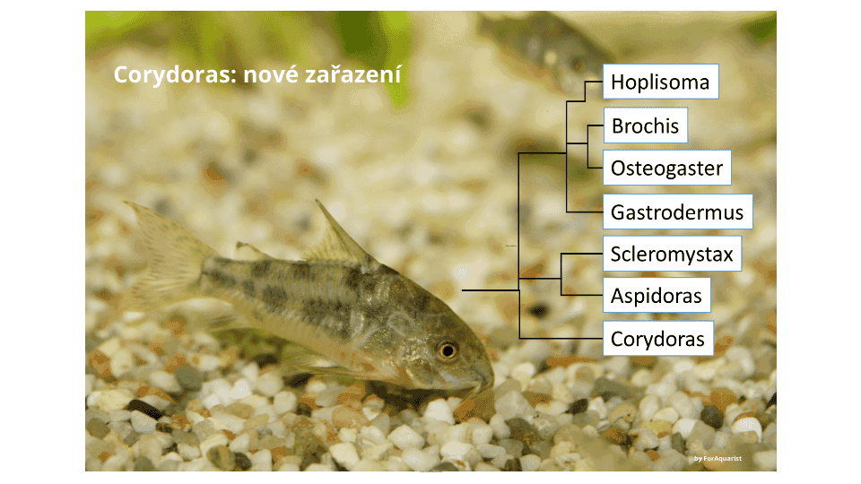 Corydoras, pancéřníček